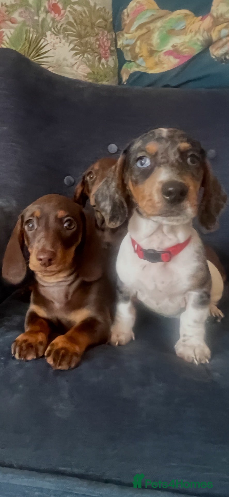 Miniature Dachshund dogs Beautiful Fully health check mini Dachshund pups - Advert 2