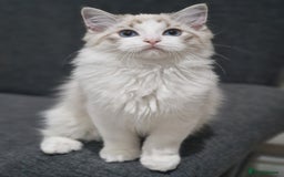 Ragdoll cats for sale: TICA seal lynx bicolour ragdoll kitten  - Image 5