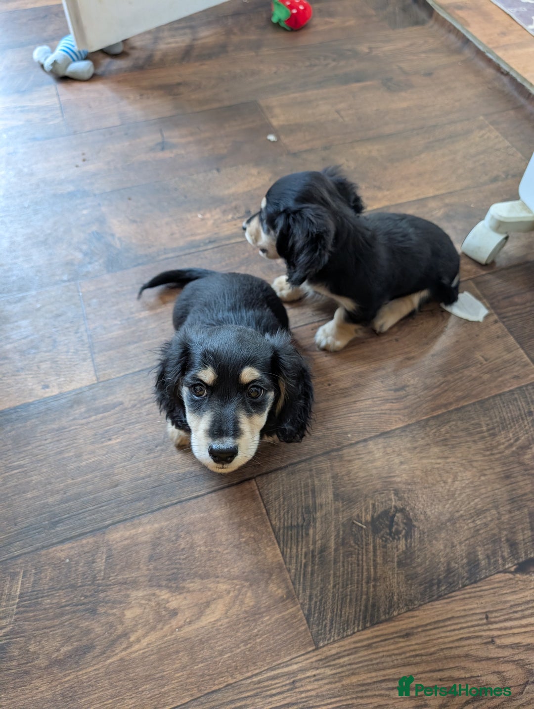 Miniature Dachshund dogs for sale: KC Black and Cream  ready now - Image 12