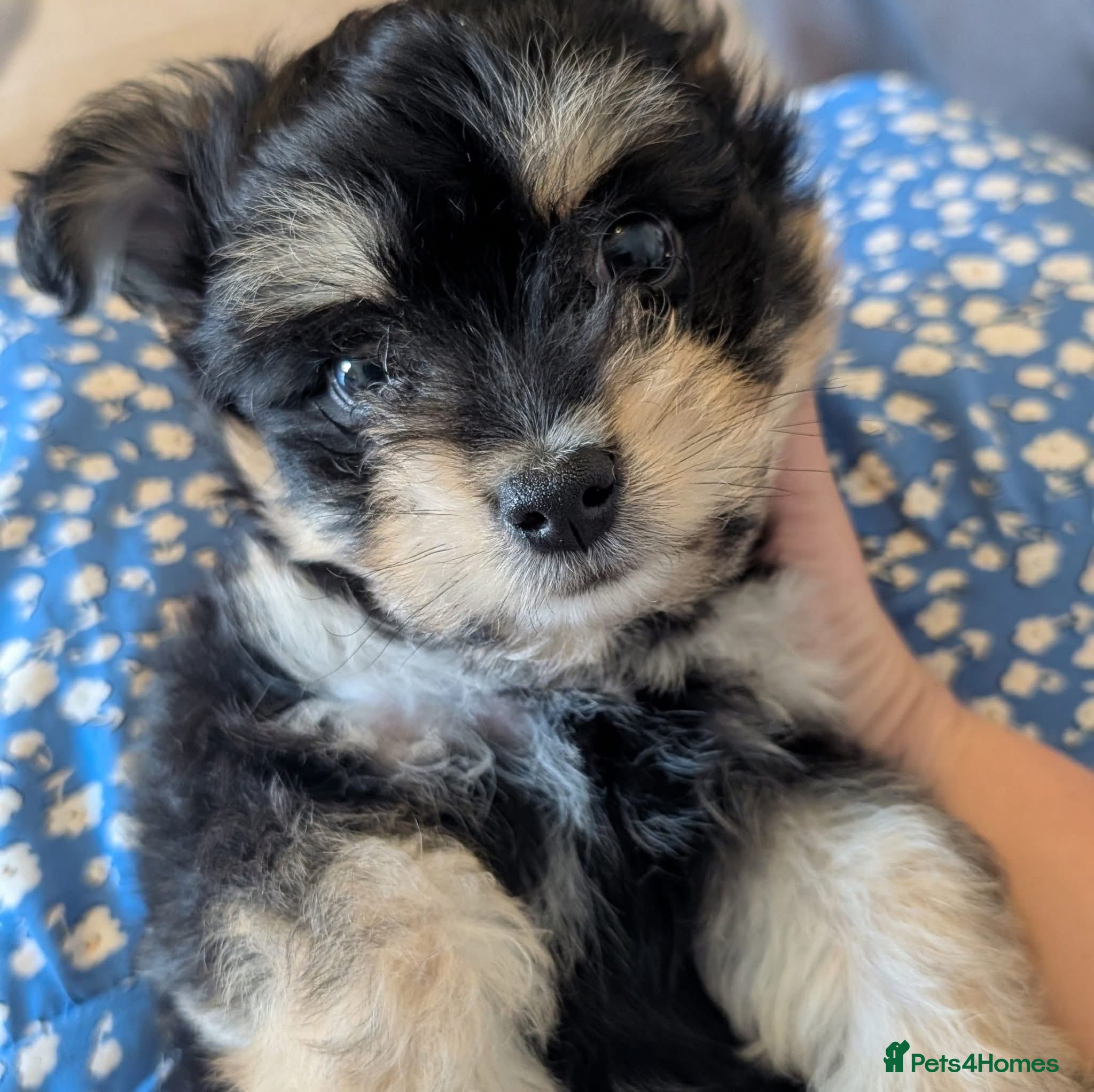Mixed Breed dogs 14 week male puppy  - Advert 2