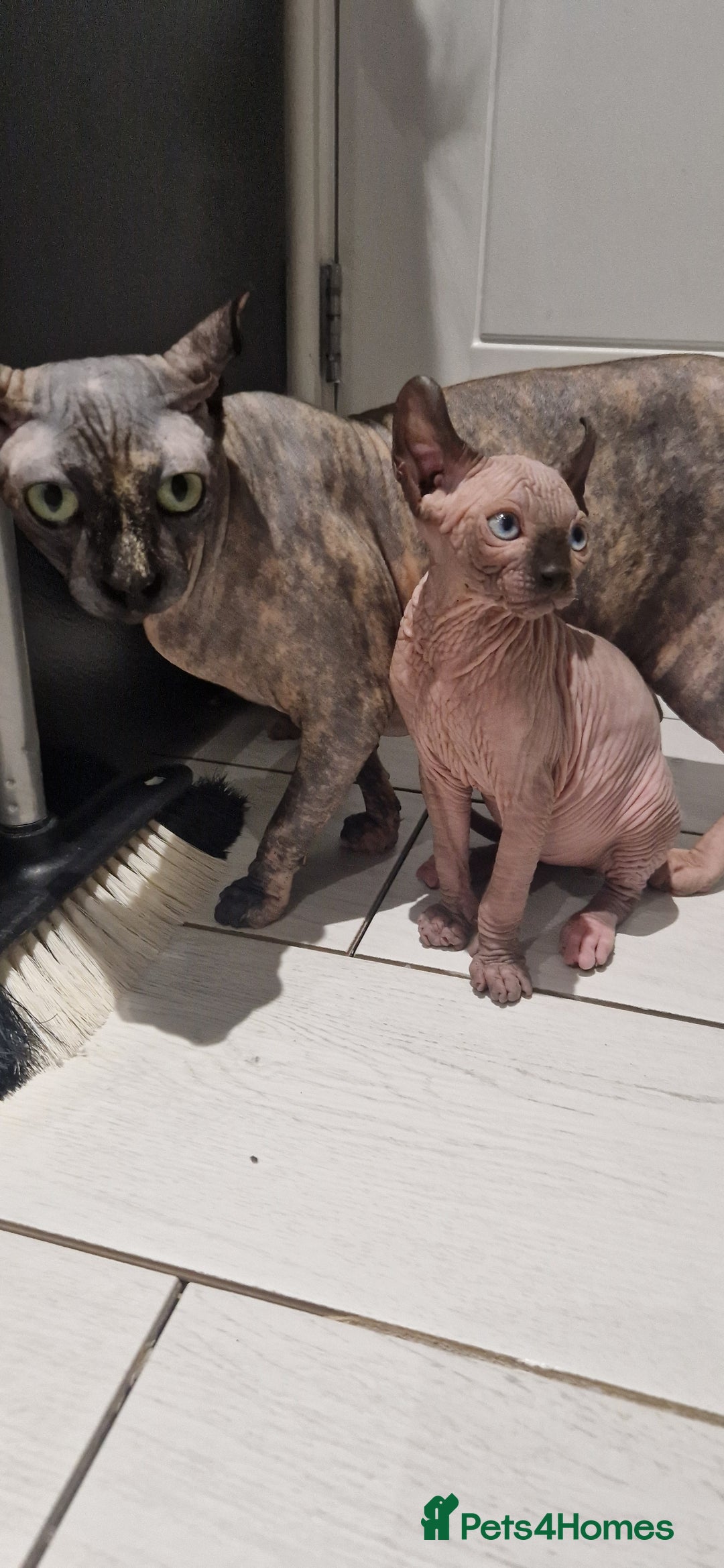 Sphynx cats for sale: Female and male kittens  - Advert 3