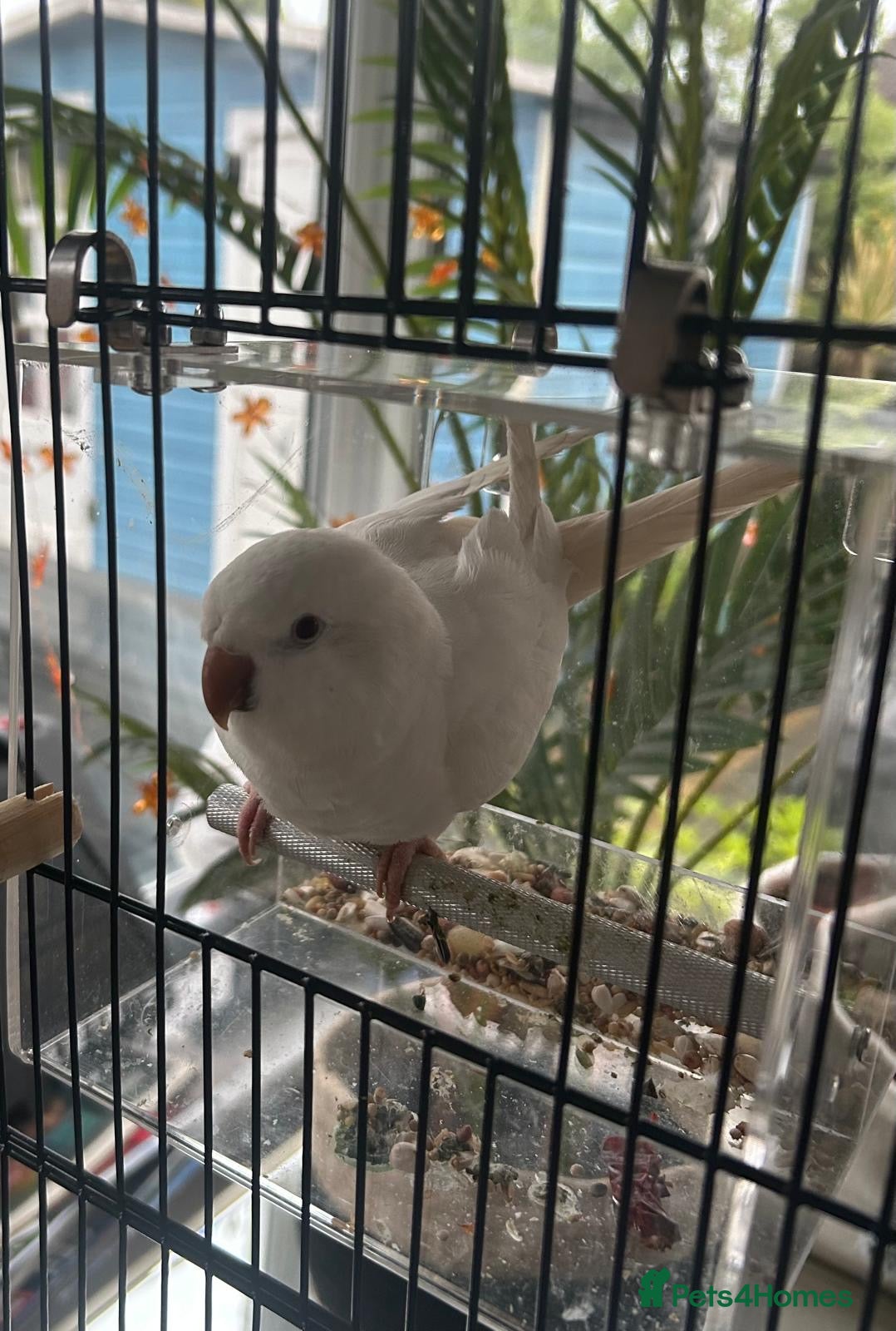 Parrots birds Young Quaker parrot for sale  - Advert 1