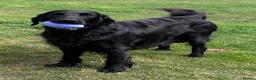 Flat coated Retriever dogs for sale: Flat Coated Retriever Puppies   - Advert 3