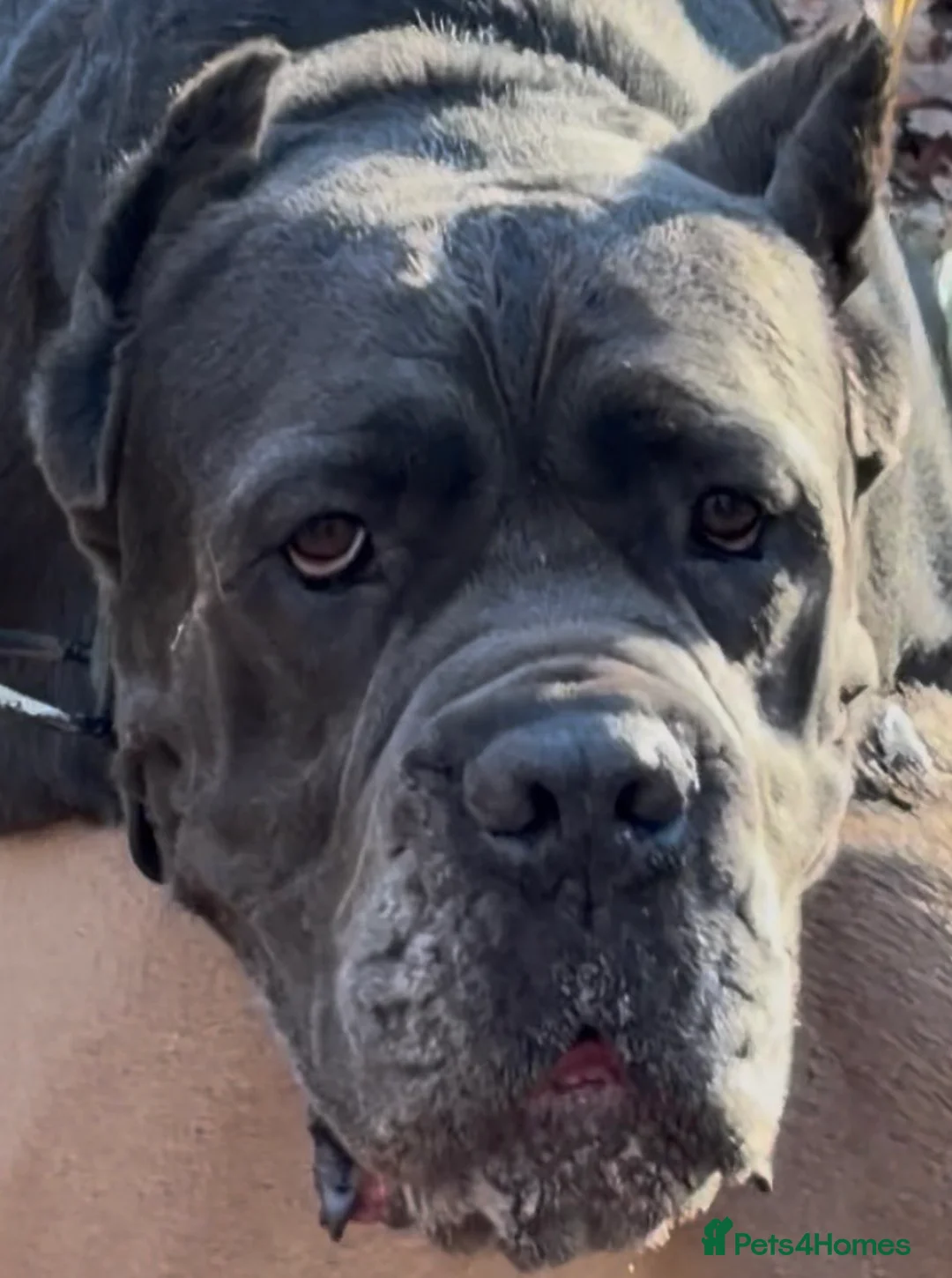 Cane Corso dogs for stud: Genuine Cane Corso Top Quality - Advert 7