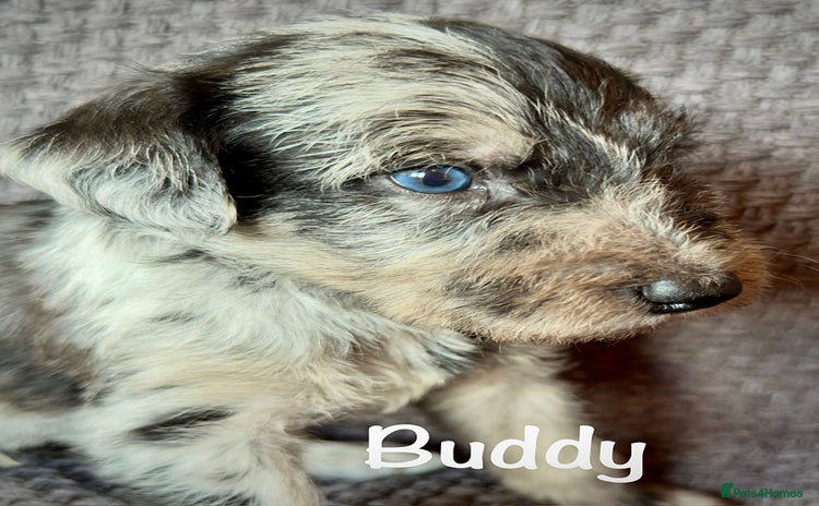 Lurcher dogs - Advert 1