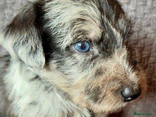 Lurcher dogs - Advert 3