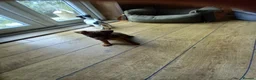 Jack Russell dogs for sale: Jack Russell pups in Rhayader - Advert 8