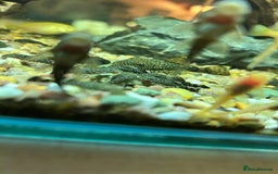 Plecos fish for sale: Juvenile Bristlenose Plecos  - Image 2