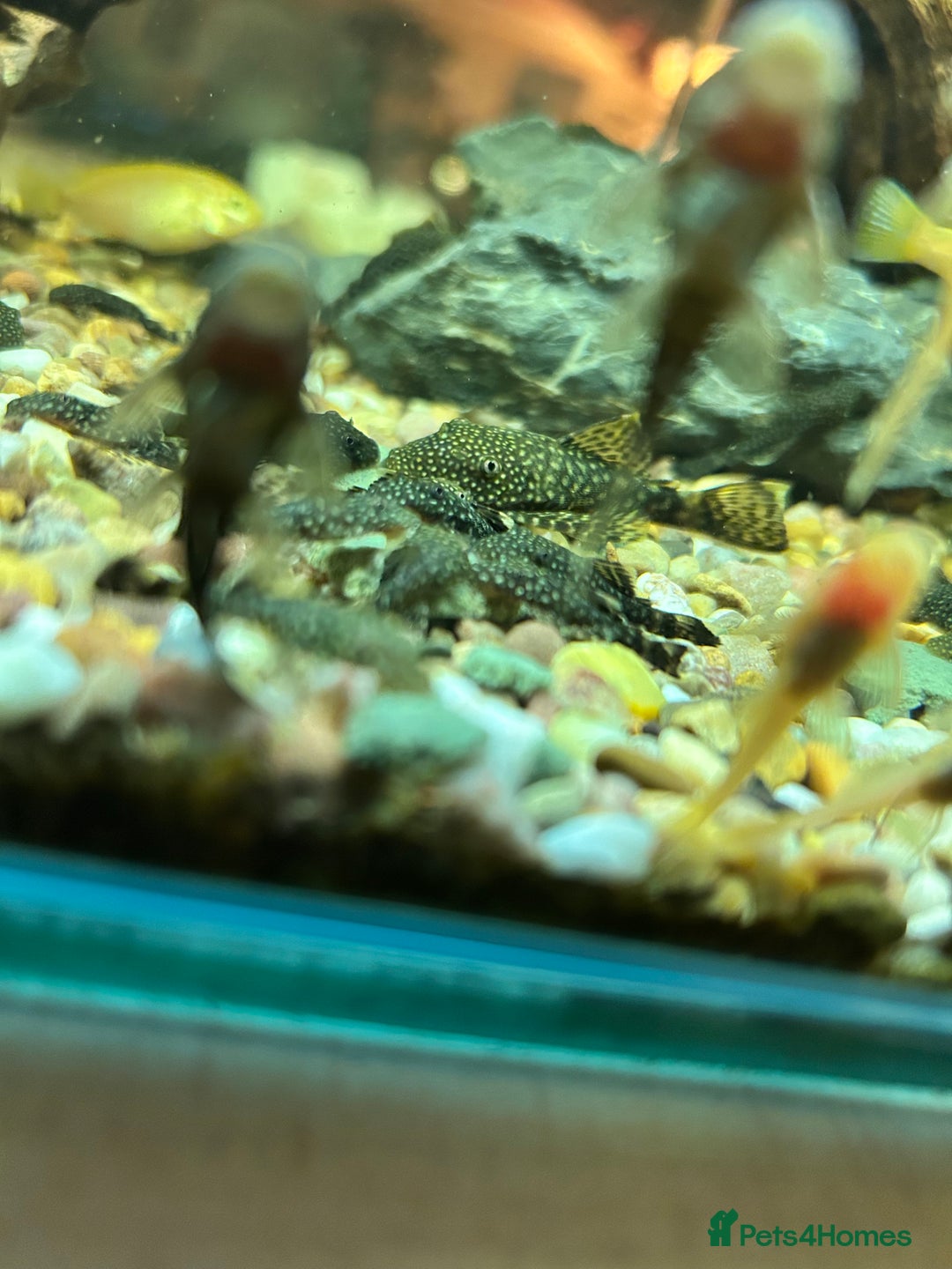 Plecos fish for sale: Juvenile Bristlenose Plecos  - Image 2