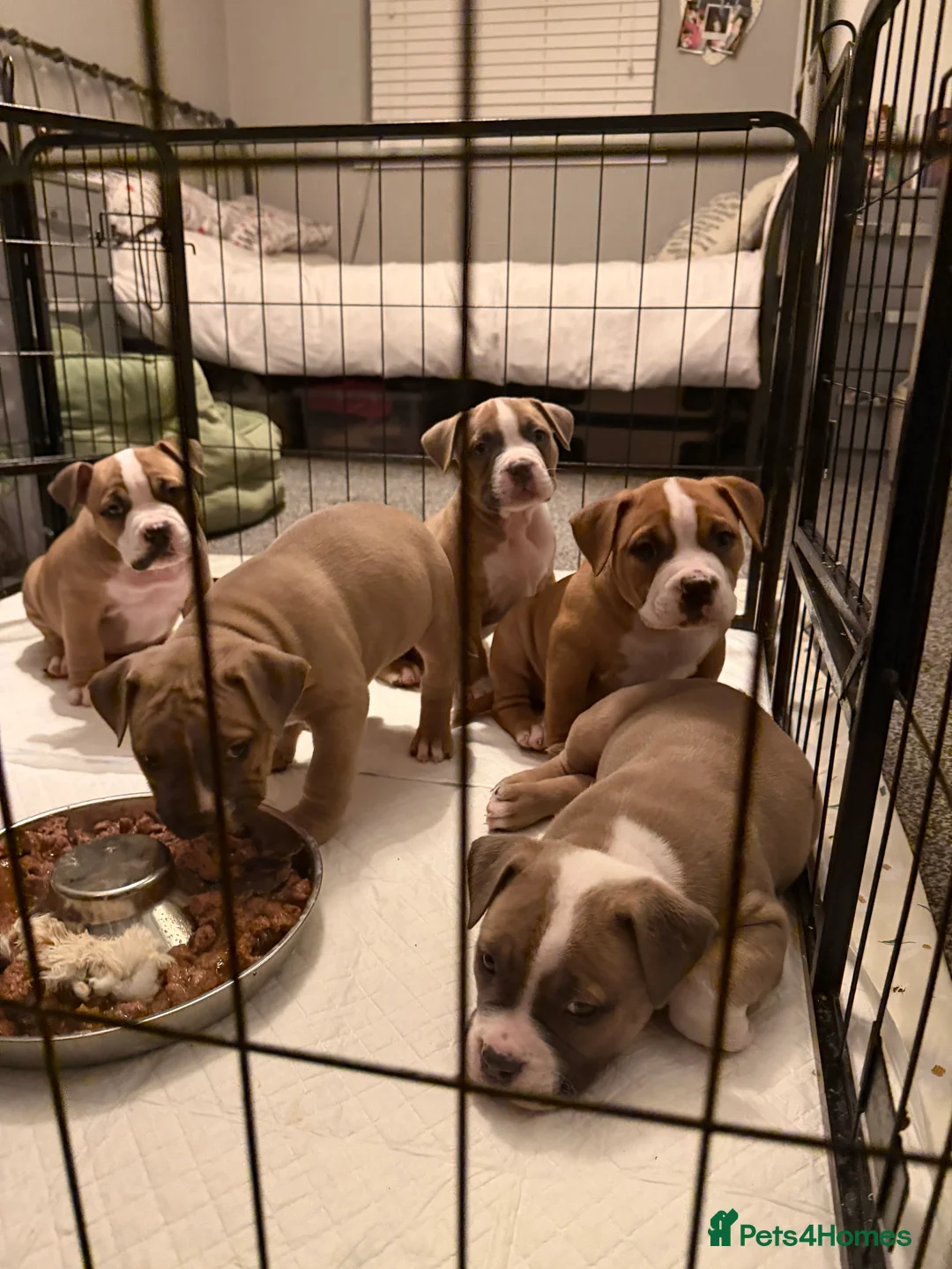 Mixed Breed dogs for sale: Pocket Bully / American Bully - Advert 9