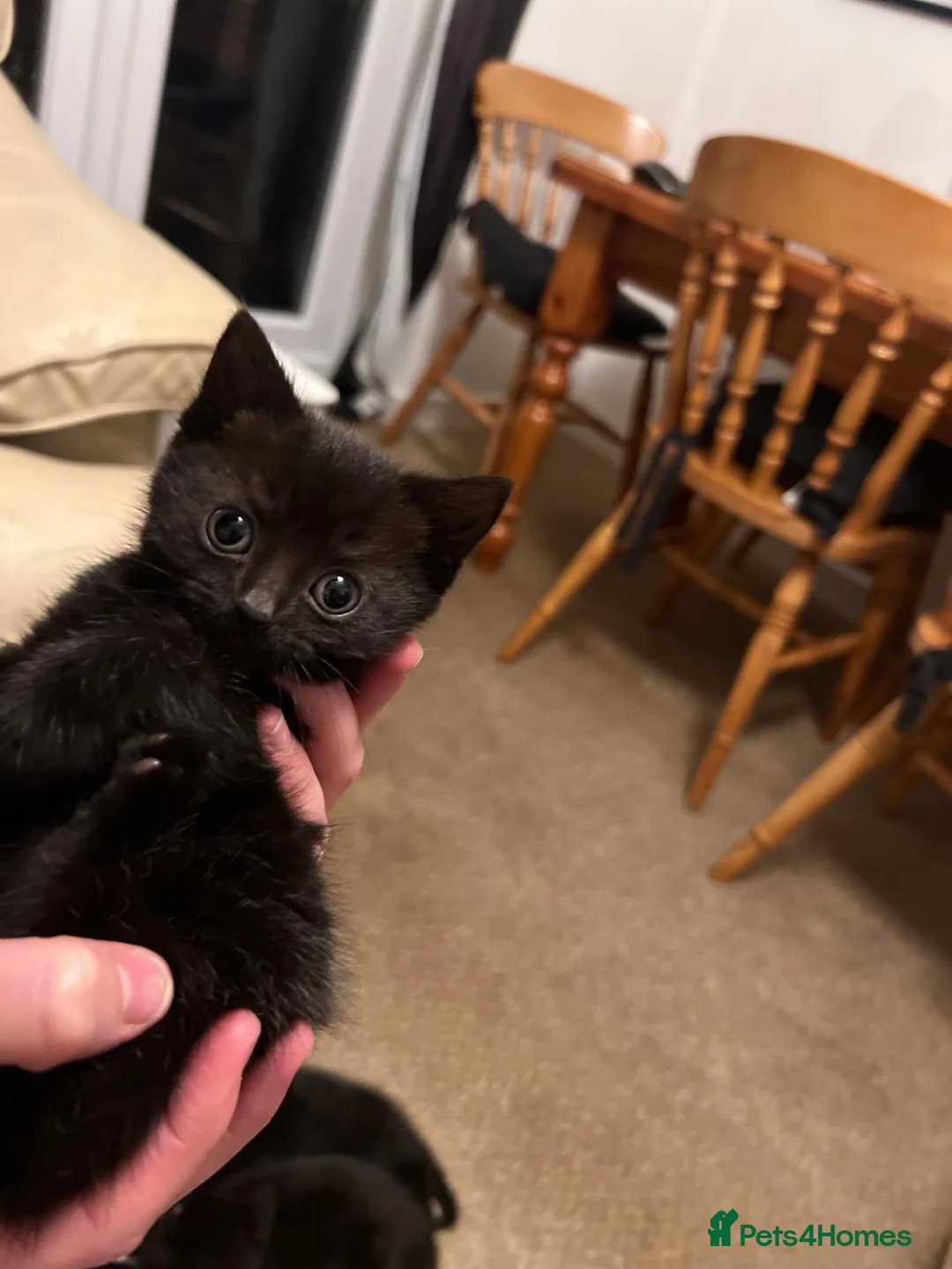 British Shorthair cats for sale: Gorgeous kittens - Advert 2