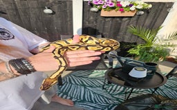 Python Snake reptiles for sale: Female gravel pastel ball python  - Image 2
