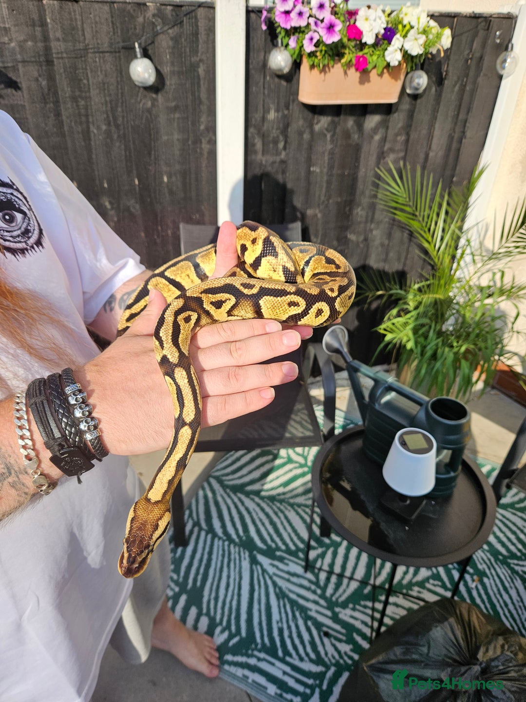 Python Snake reptiles for sale: Female gravel pastel ball python  - Image 2