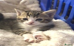 Mixed Breed cats for sale: Beautiful Female Kittens - Ready Now! 🐾💝 - Image 1