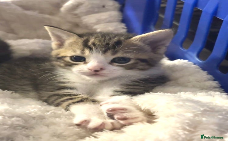 Mixed Breed cats - Advert 1