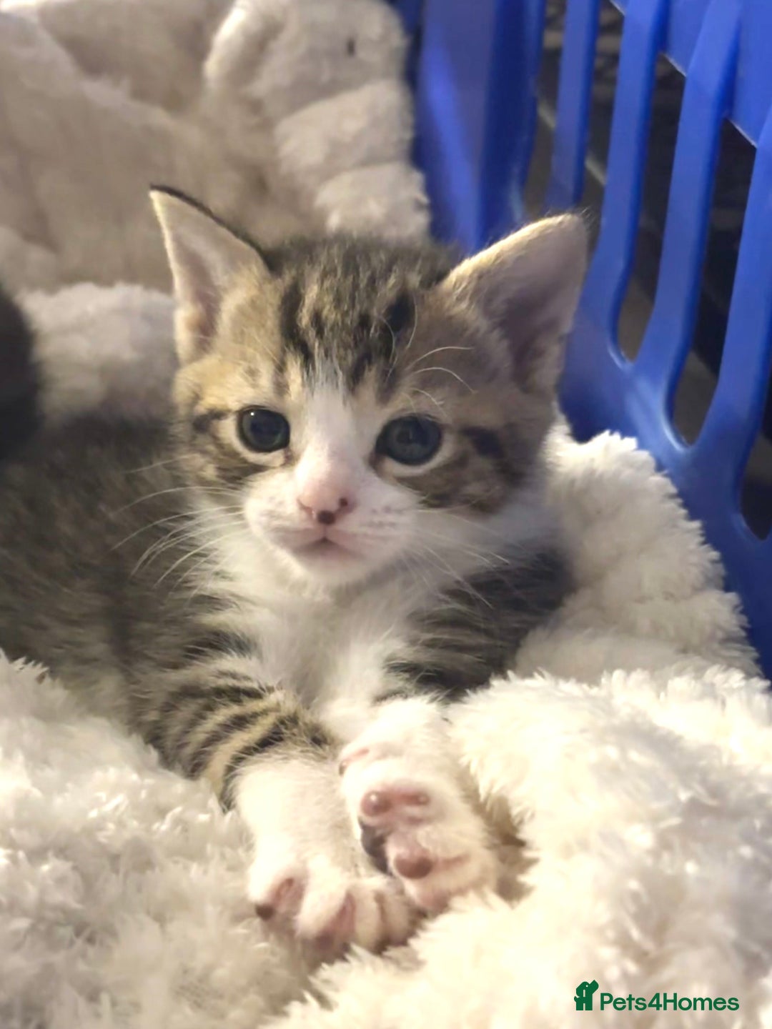 Mixed Breed cats for sale: Beautiful Female Kittens - Ready Now! 🐾💝 - Image 1
