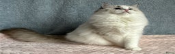 Ragdoll cats for sale: Playful Pedigree Ragdoll Kittens Available - Advert 9
