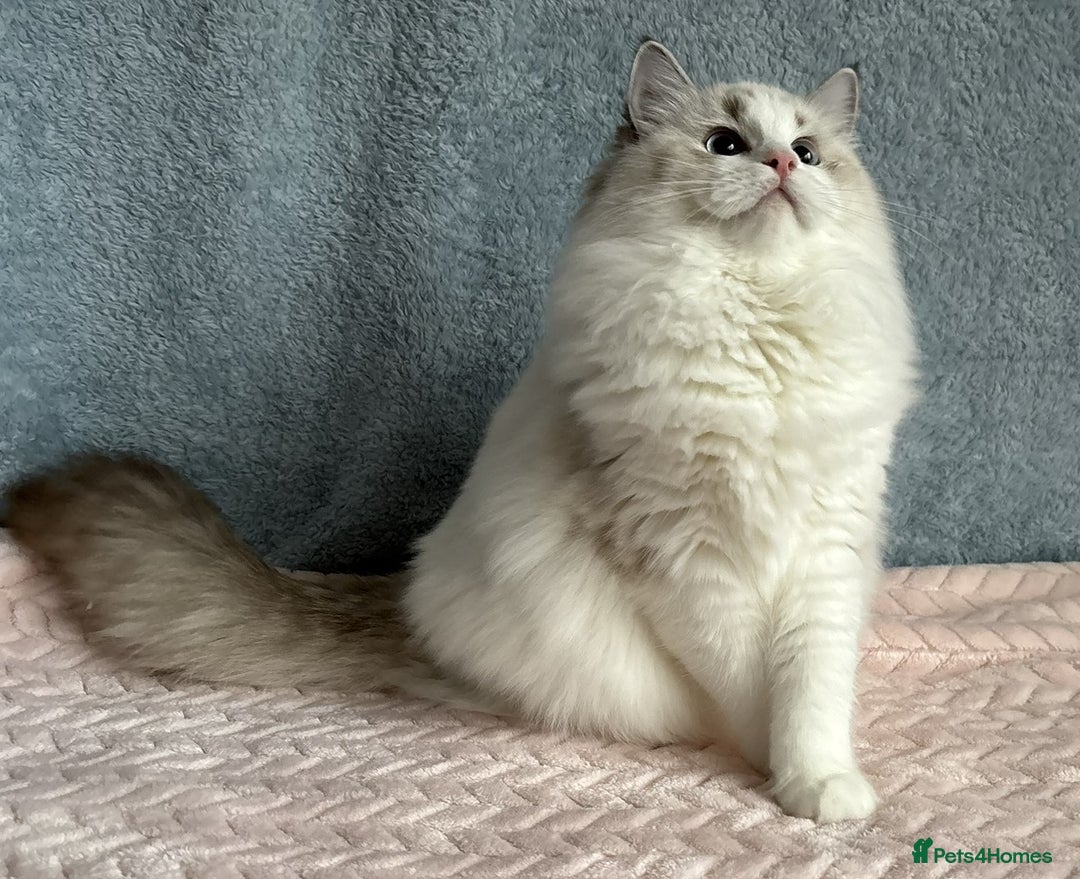 Ragdoll cats for sale: Playful Pedigree Ragdoll Kittens Available - Advert 9