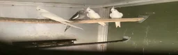 Cockatiels birds for sale:  2026 Young cockatiels, Plus breeding pair - Advert 11