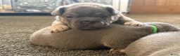 French Bulldog dogs for sale: 🐾Outstanding litter of 6 💙💖 - Advert 6