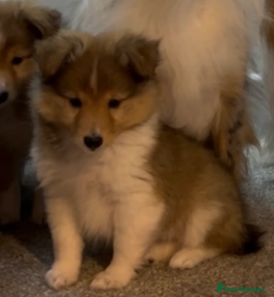 Shetland Sheepdog dogs for sale: Shetland sheepdog sable and white  - Advert 2