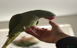 Ringnecks birds for sale: Alexandrine ringneck parrot  - Image 3