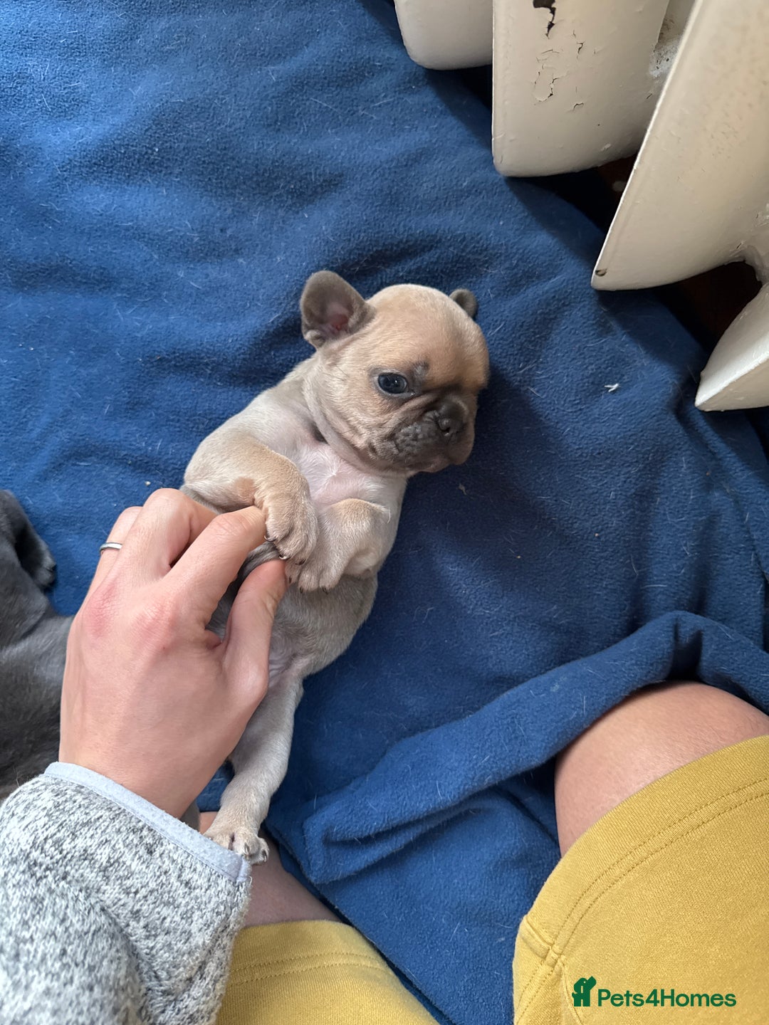 French Bulldog dogs for sale: Home Breed French Bulldog  - Advert 8