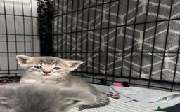 Siamese cats for sale: Beautiful Siamese-Linked Kittens Ready Soon 🐾🤎 - Image 6