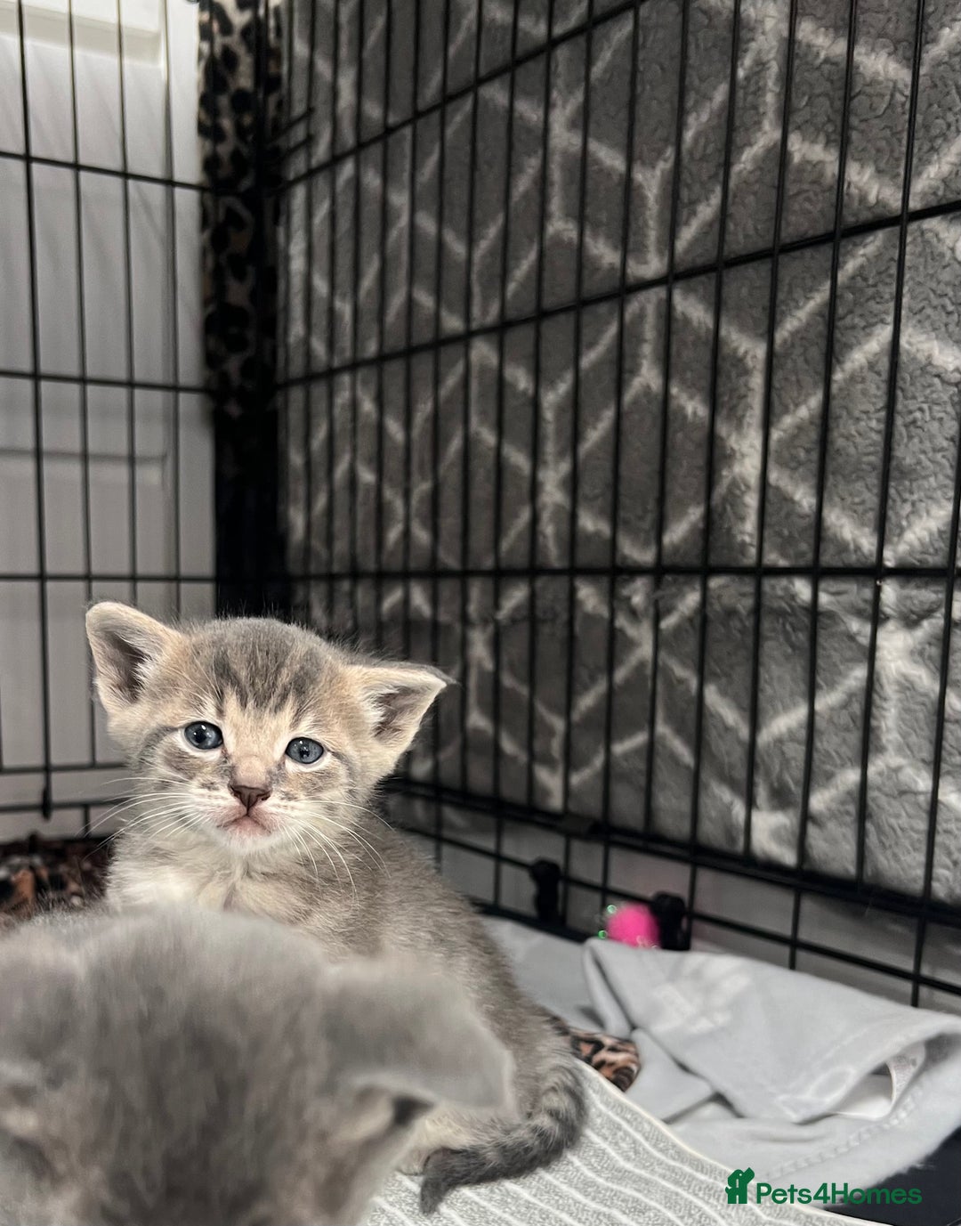 Siamese cats for sale: Beautiful Siamese-Linked Kittens Ready Soon 🐾🤎 - Image 6