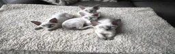 Devon Rex cats for sale: Devon Rex kittens pointed💙blue eyes💙 - Advert 31