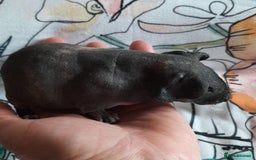 Guinea Pig rodents for sale: Skinny pigs. Various ages + prices. - Image 6