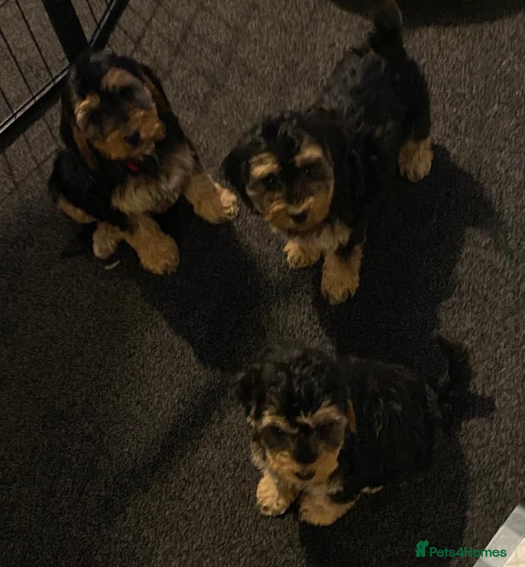 Cockapoo dogs for sale: ADORABLE COCKAPOO PUPPIES  - Advert 15