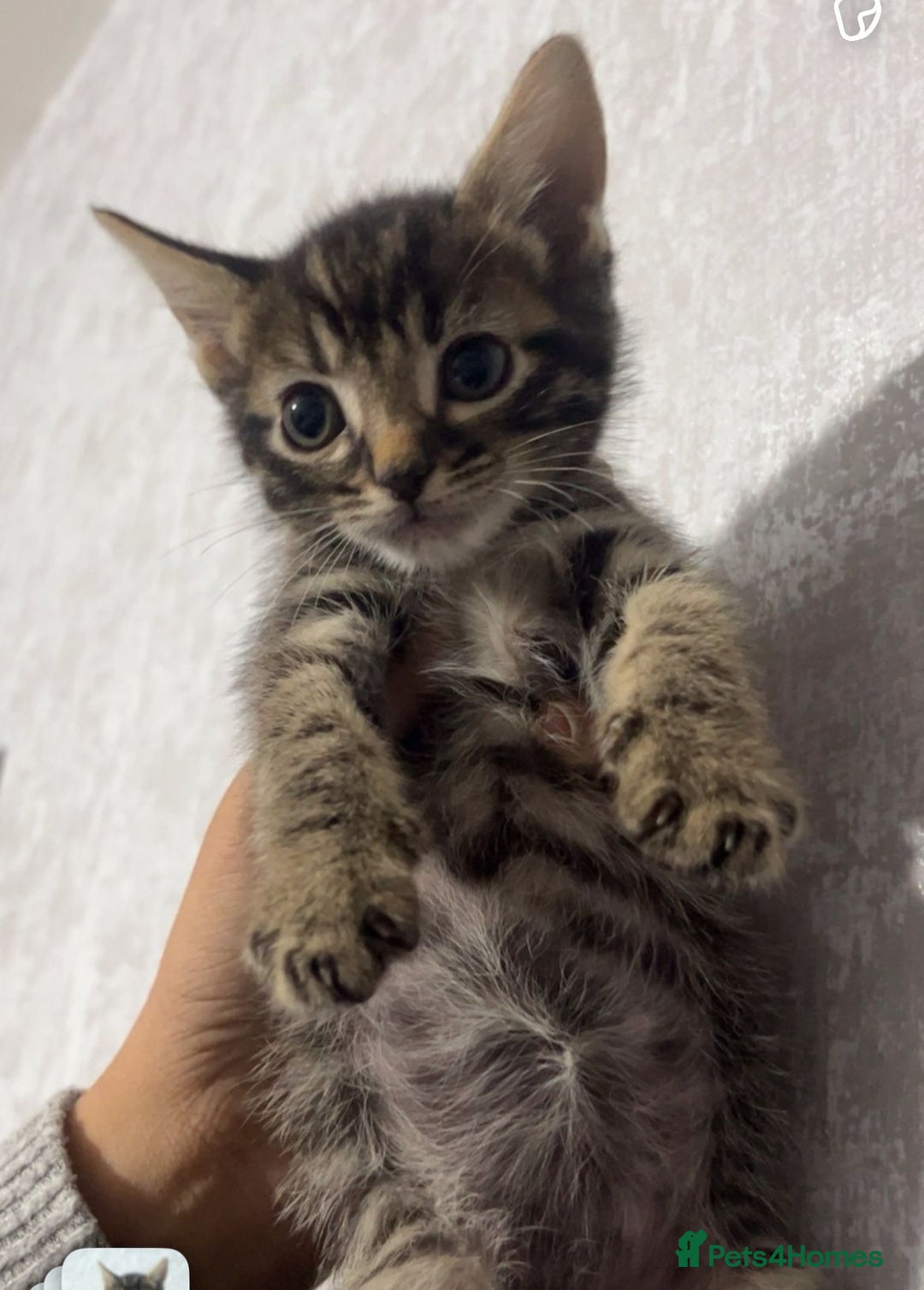 Maine Coon cats for sale: Maine coon x kittens  - Image 5