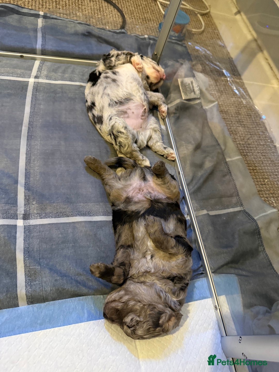 Cavapoo dogs for sale: Merle cavapoo boys  - Advert 10