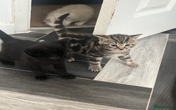 Mixed Breed cats for sale: 4 beautiful friendly mixed breed kittens for sale  in Northwich - Image 4