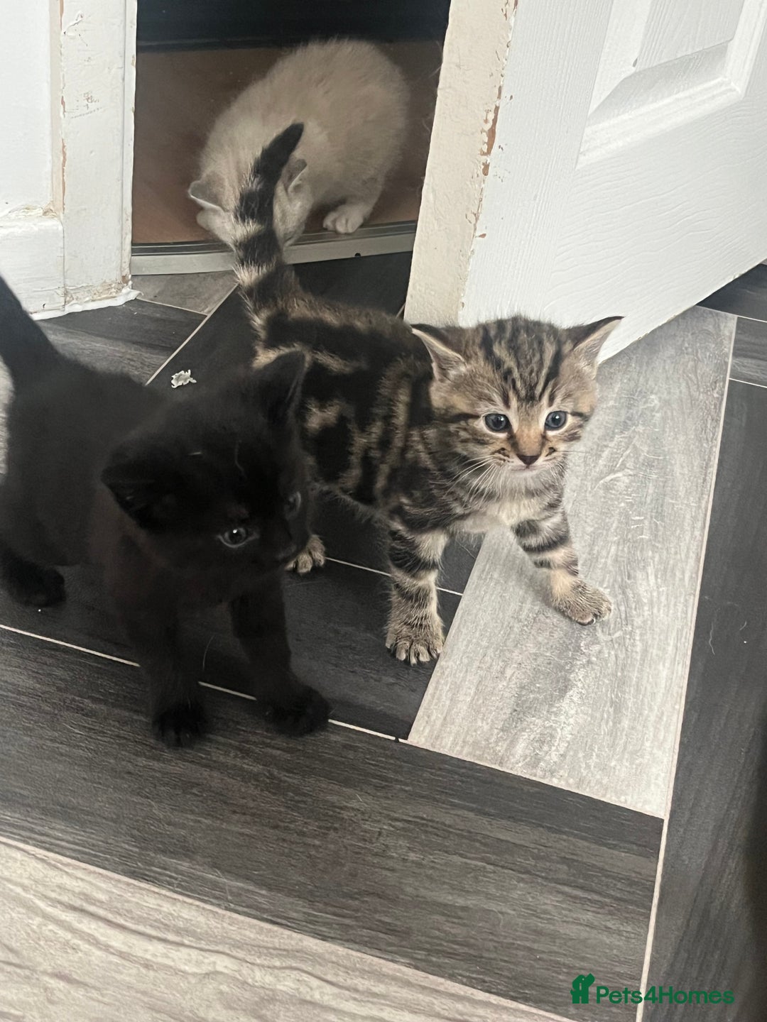 Mixed Breed cats for sale: 4 beautiful friendly mixed breed kittens for sale  in Northwich - Image 4
