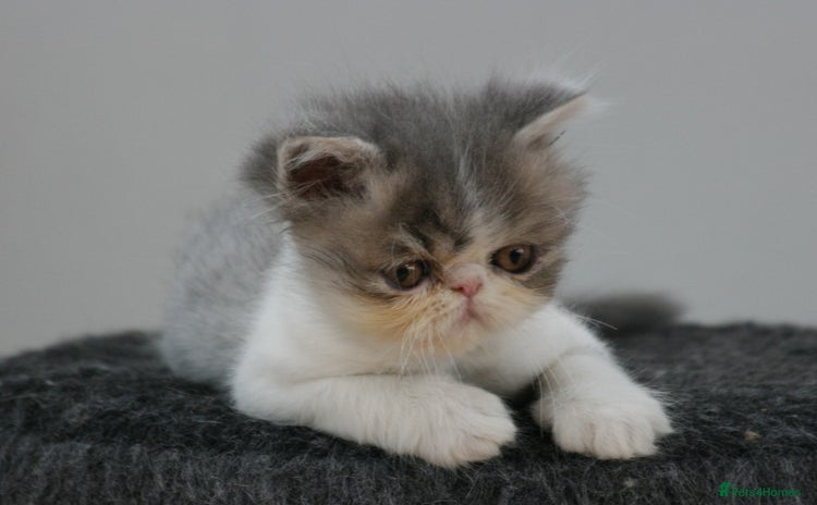 Exotic cats - Advert 1