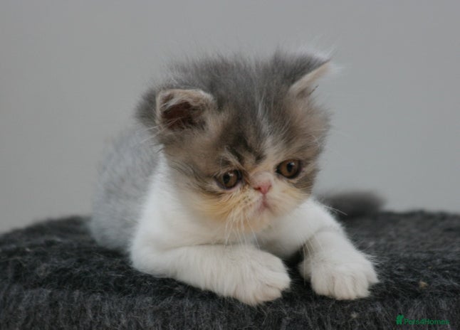 Exotic cats - Advert 1