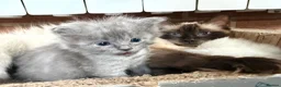 Ragdoll cats for sale: Ragdoll x British Short Hair - Advert 5