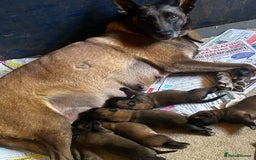 Belgian Shepherd Dog dogs for sale: Belgian Malinois puppies  - Image 9