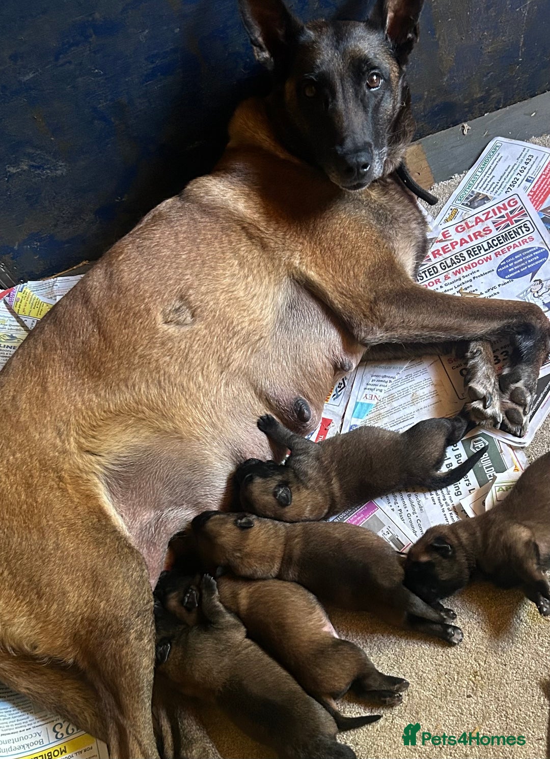 Belgian Shepherd Dog dogs for sale: Belgian Malinois puppies  - Image 9