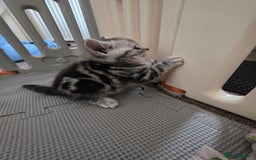 British Shorthair cats for sale: BSH Silver Tabby  - Image 24