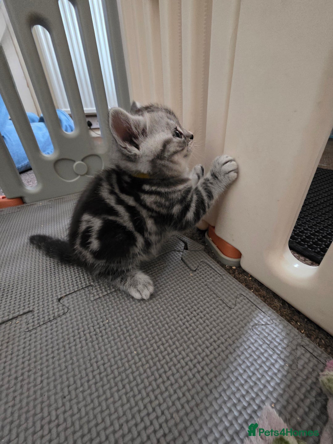 British Shorthair cats for sale: BSH Silver Tabby  - Image 24