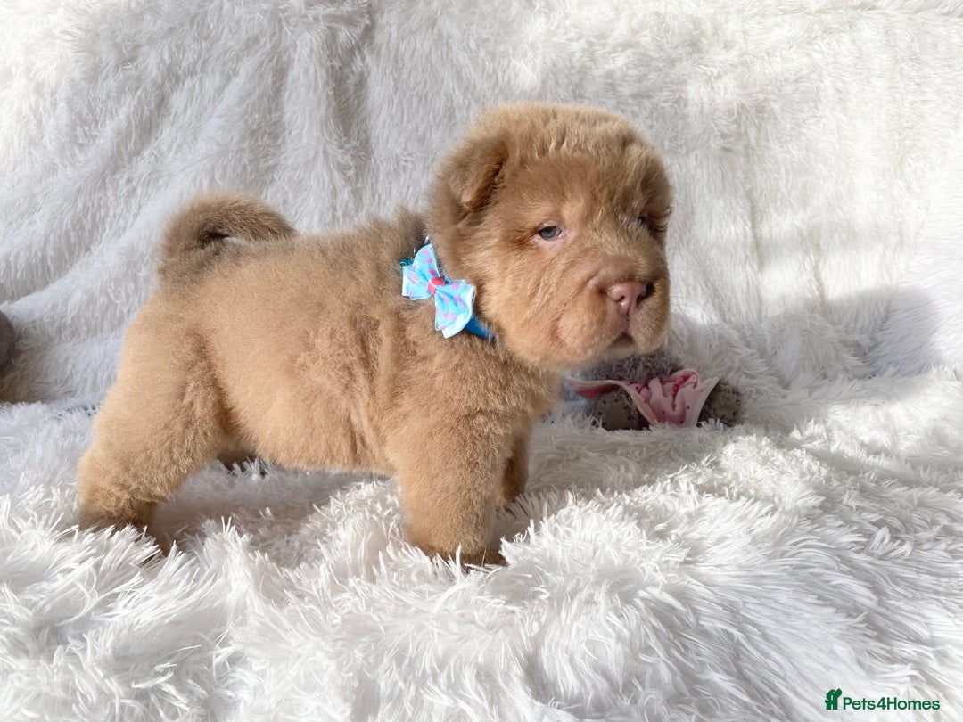 Shar Pei dogs for sale: ⭐️Quality Shar pei puppies for sale⭐️ - Image 2