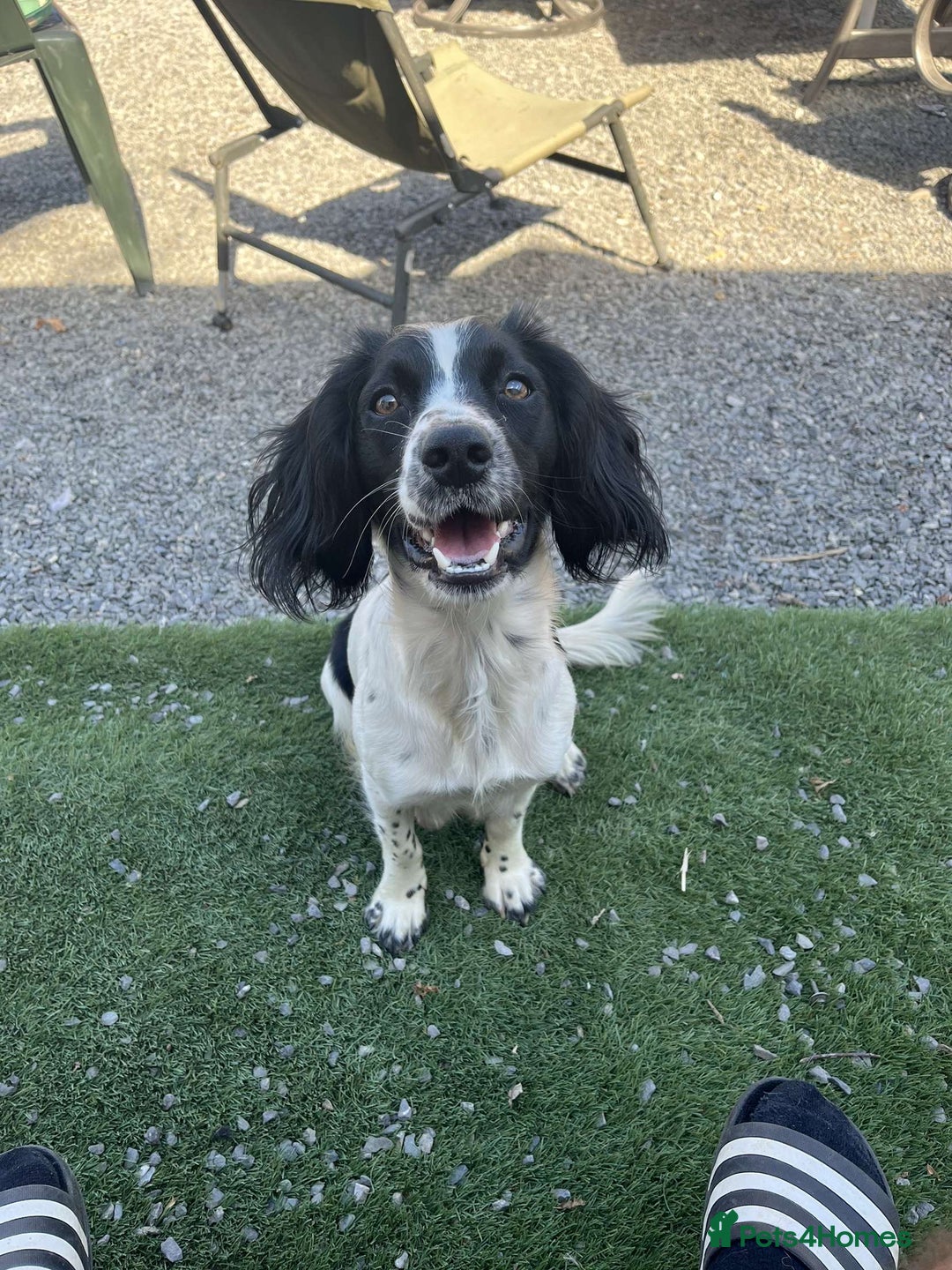 Cockerdor dogs for sale: Spaniel x lab  - Image 5