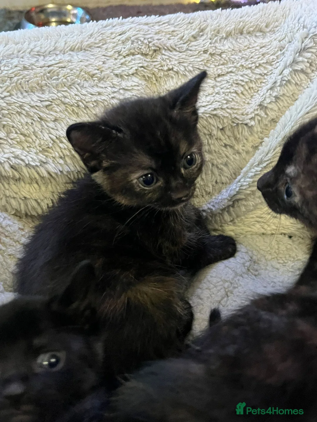 Mixed Breed cats for sale: 5 kittens 2 boys 3 girls - Advert 2