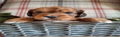 Jackapoo 1