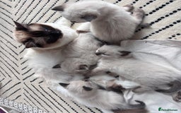 Ragdoll cats for sale: 4 PURE 💖💙RAGDOLLS💖💙 - Image 13