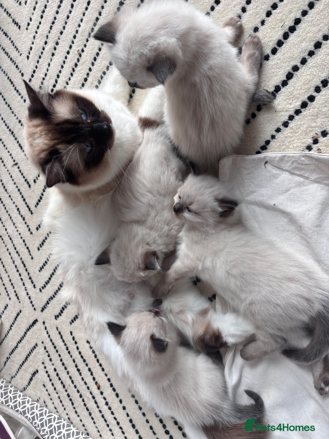 Ragdoll cats for sale: 4 PURE 💖💙RAGDOLLS💖💙 - Image 13