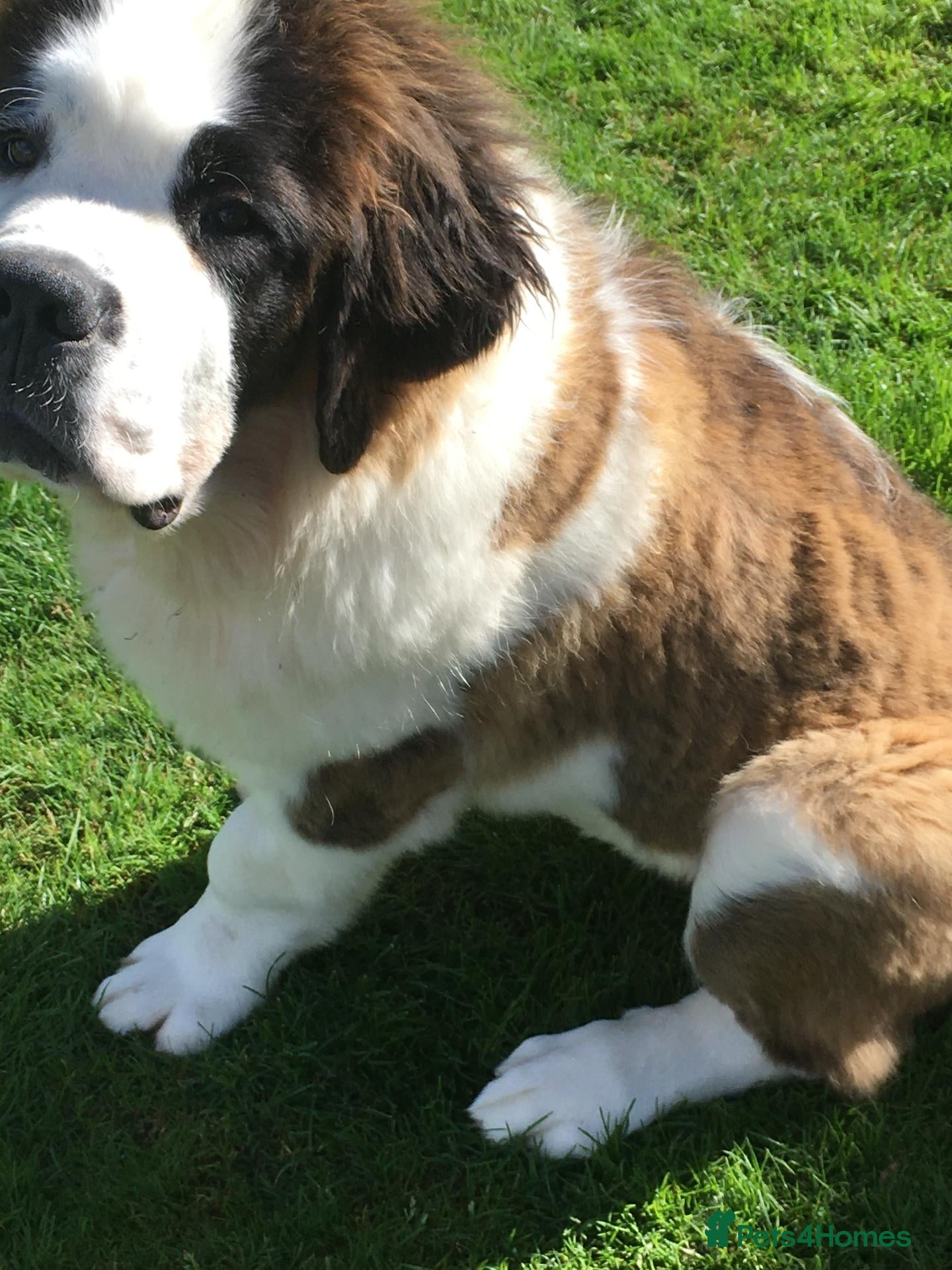 Saint Bernard dogs Rough Coated Pure St. Bernards - Advert 1